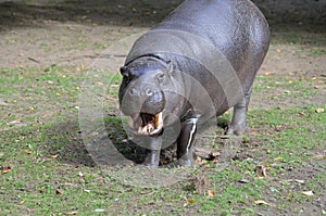 Is This Pygmy Hippo Smiling at You?