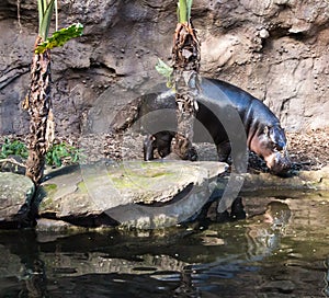 Pygmy hippo standing next to water pond