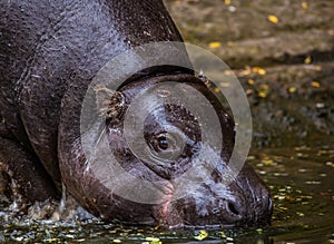 A pygmy hippo in standing water