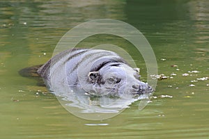 Pygmy hippo swimming