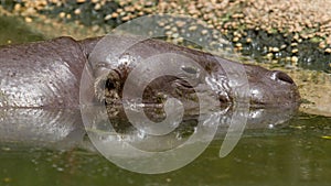 Pygmy hippo swimming in a pool in Saigon