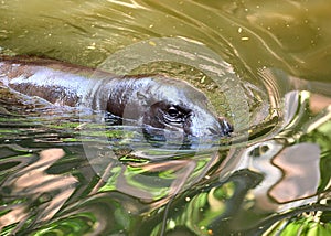 Pygmy hippo in the water
