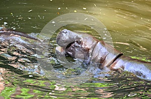 Pygmy hippo in the water