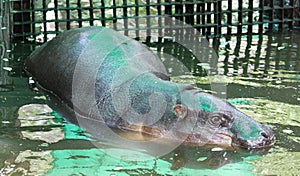 Pygmy hippo in zoo