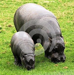 Pygmy Hippopotamus 10