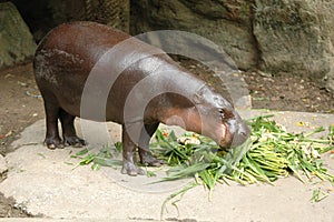 Pygmy hippopotamus