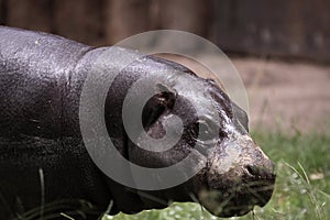 Pygmy hippopotamus