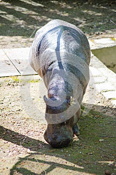 Pygmy Hippopotamus