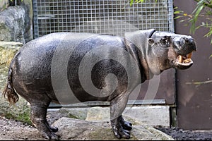 Pygmy Hippopotamus