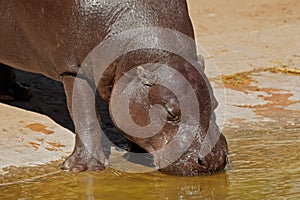 Pygmy hippopotamus