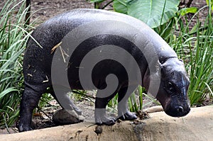 Pygmy hippopotamus