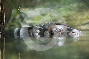 Pygmy Hippopotamus