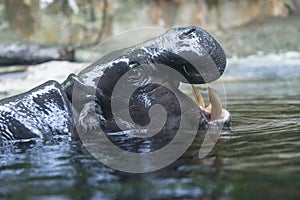 Pygmy Hippopotamus