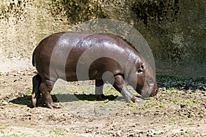 The pygmy hippopotamus