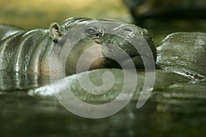 Pygmy Hippopotamus