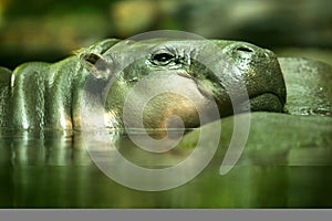 Pygmy Hippopotamus