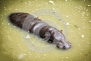 Pygmy hippopotamus