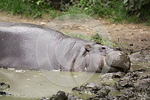 Pygmy hippopotamus