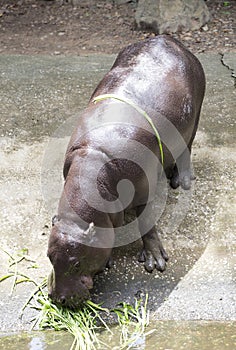 Pygmy hippopotamus