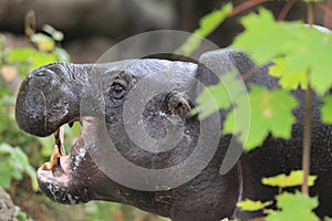 Pygmy hippopotamus