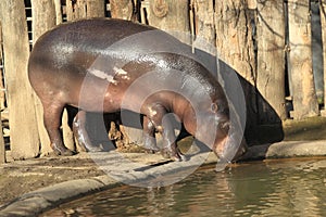 Pygmy hippopotamus