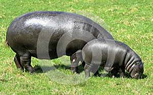 Pygmy Hippopotamus 8