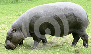 Pygmy Hippopotamus 9