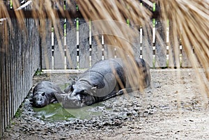 Pygmy Hippopotamus and a baby