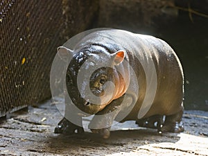 Pygmy hippopotamus baby in a zoo house