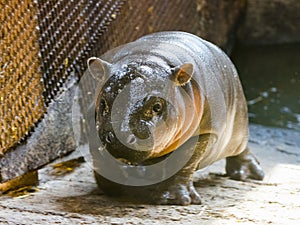 Pygmy hippopotamus baby in a zoo house