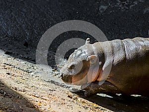 Pygmy hippopotamus baby in a zoo house