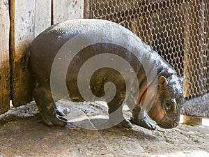 Pygmy hippopotamus baby in a zoo house