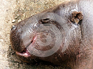 Pygmy Hippopotamus (Choeropsis liberiensis)
