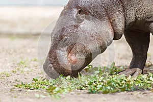 Pygmy hippopotamus (Choeropsis liberiensis)