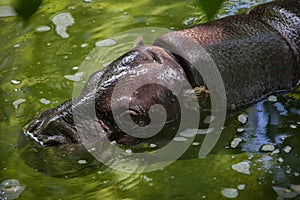 Pygmy hippopotamus (Choeropsis liberiensis).