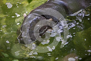 Pygmy hippopotamus (Choeropsis liberiensis).