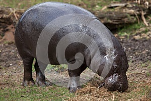 Pygmy hippopotamus Choeropsis liberiensis