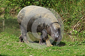 Pygmy Hippopotamus, choeropsis liberiensis, Adult