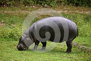 Pygmy Hippopotamus, choeropsis liberiensis, Adult Eating Grass