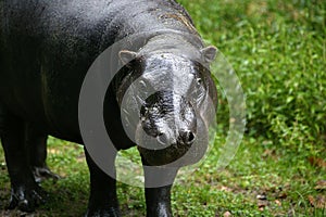 Pygmy Hippopotamus, choeropsis liberiensis, Adult standing on Grass