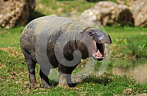 Pygmy Hippopotamus, choeropsis liberiensis, Adult Yawning