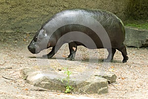 Pygmy hippopotamus Choeropsis liberiensis cloce up