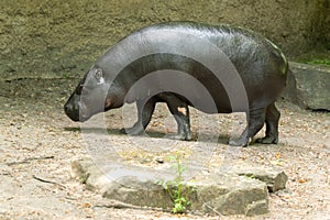 Pygmy hippopotamus Choeropsis liberiensis cloce up