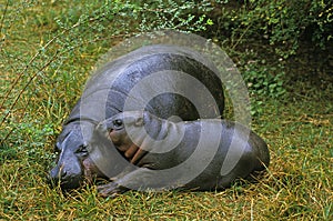 Pygmy Hippopotamus, choeropsis liberiensis, Female with Calf laying down on Grass