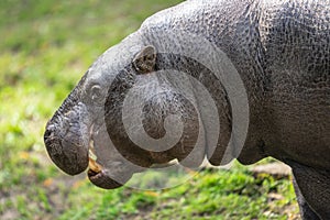 The pygmy hippopotamus, Choeropsis liberiensis or Hexaprotodon liberiensis is a small hippopotamid which is native to the forests