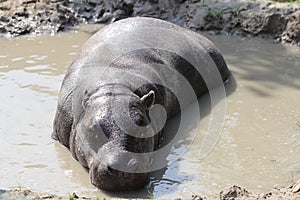 Pygmy hippopotamus Choeropsis liberiensis Hexaprotodon liberiensis