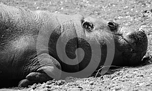 The pygmy hippopotamus Choeropsis liberiensis or Hexaprotodon liberiensis