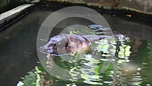 Pygmy Hippopotamus Choeropsis liberiensis swimming in the pool at gembiraloka zoo.