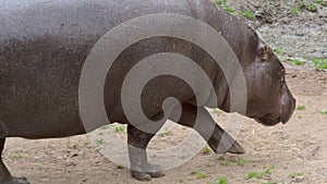 Pygmy hippopotamus Choeropsis liberiensis at the water reservoir