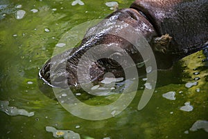 Pygmy hippopotamus Choeropsis liberiensis.